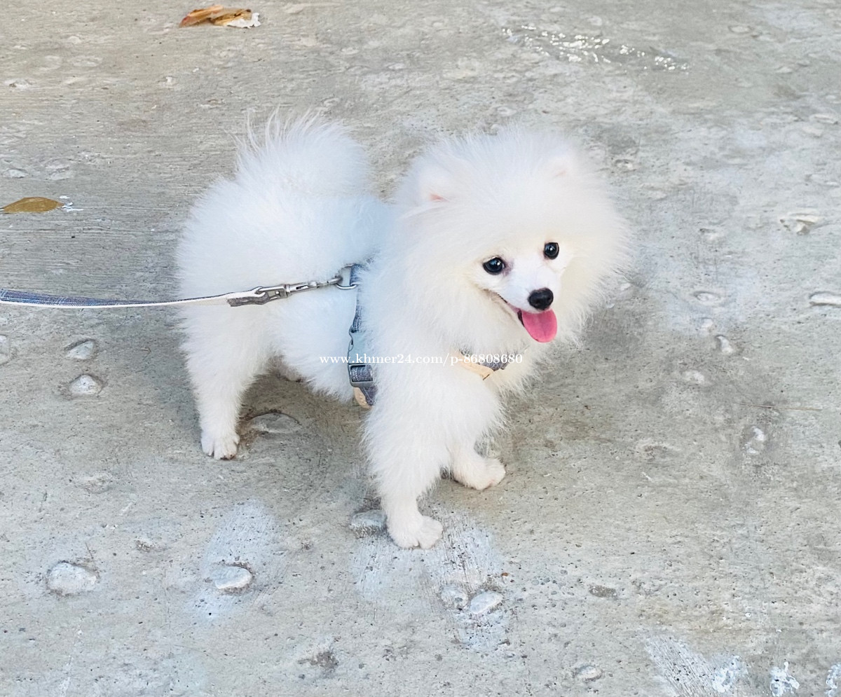 Pom teacup female 6 month old Price 570.00 in Phnom Penh, Cambodia