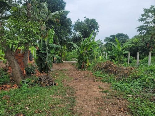 ដីលក់នៅសង្កាត់កោះដាច់ ជាប់ មាត់ទន្លេ ( 21ឞx 100ម)