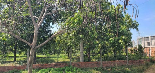 1ការ៉េ100ជាប់ការាស់សាំងនឺងជិតចំការផ្កា  ដីក្បាល37ម៉ែត្រ