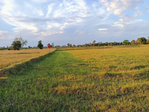 ដីស្រែលក់បន្ទាន់