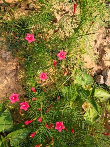 ដីក្នុងគំរោងកោះឋានសួគ៌ទឹកវិលលក់បន្ទាន់ខ្លាំង