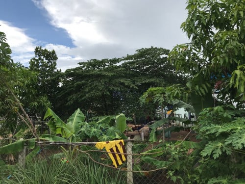 ដីលក់ក្រោយភ្នំឧដុង្គ​ ក្បែរក្រុងឧដុង្គម៉ែជ័យ​ តម្លៃលក់បន្ទាន់$14999