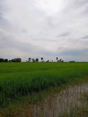 ដីហិចតាលក់ខេត្តសៀមរាប