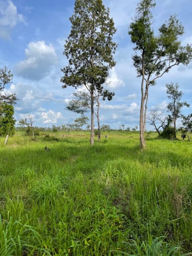 ប្រភេទដីចំការ រតនគិរី