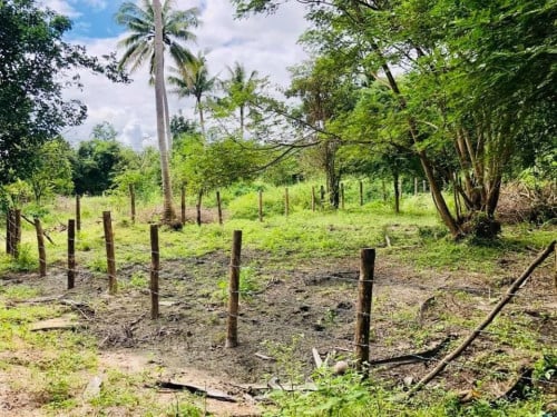 ដីចំការដំំំណាំនៅឳរ៉ាល់ ខេត្តកំពង់ស្ពឺ
