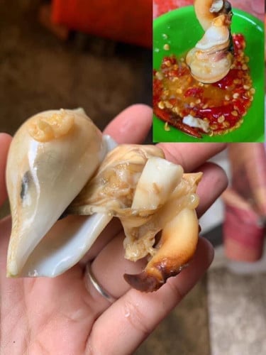 ខ្យងជើង1សំបកក្រាស់សាច់ផ្អែមឆ្ងាញ់