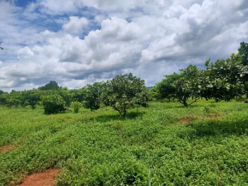 ដីលក់