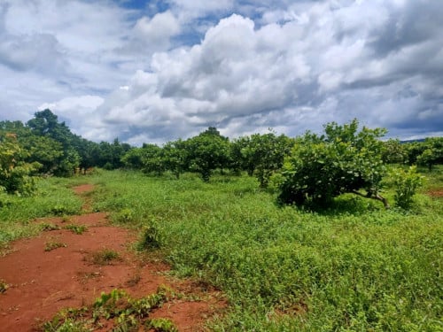 ដីលក់