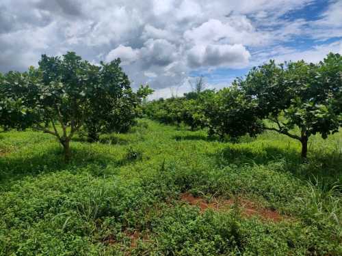 ដីលក់