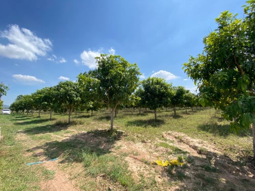 ដីចំការស្វាយសំរាប់លក់