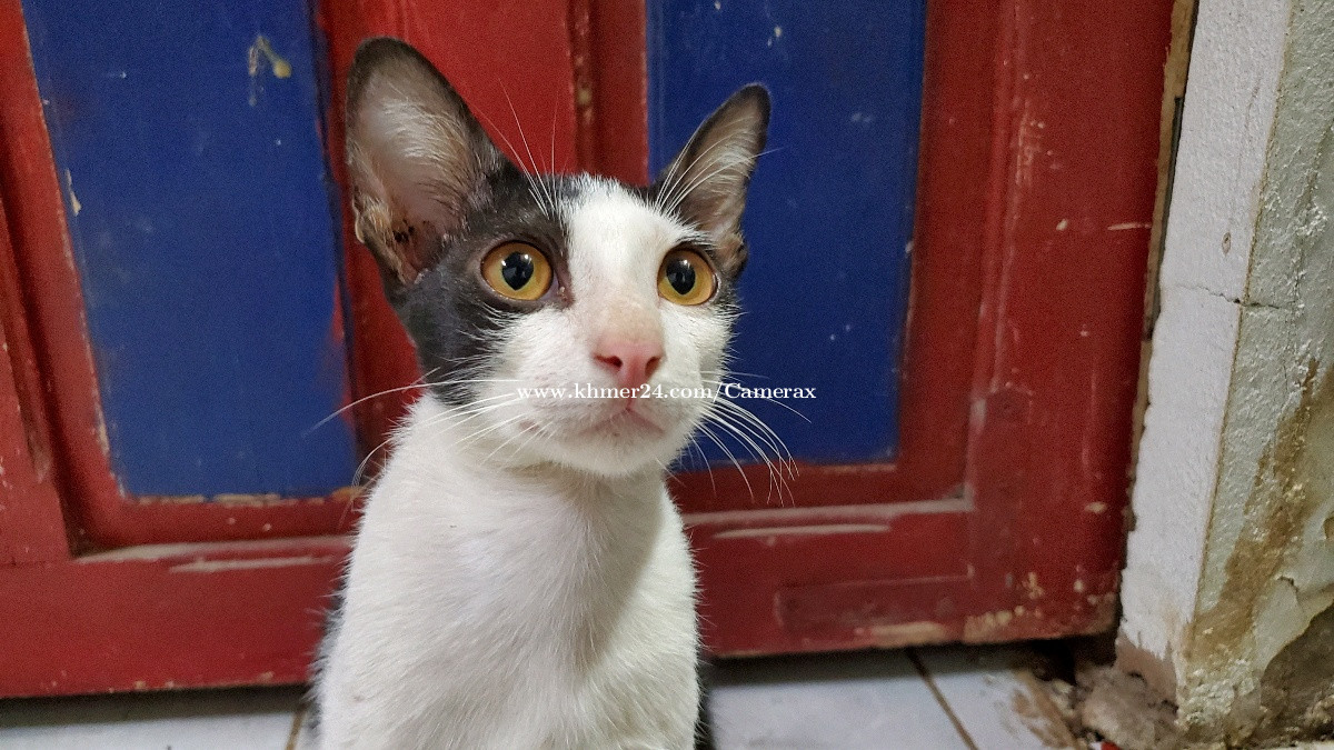 Black cat for sell 5 only Price 5.00 in Phnom Penh, Cambodia Vibot