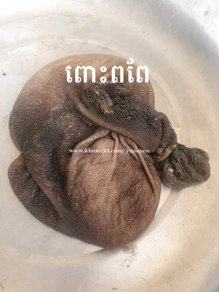 Gaot and sheep Price 1.00 in Phnom Penh, Cambodia Yuna Yen