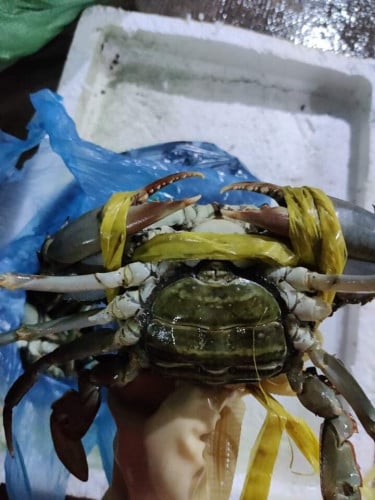 ក្ដាមថ្មលូកបានធម្មជាតិ💯%