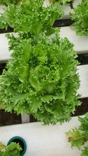 ផ្គត់ផ្គងសាឡាត់លើទឹក