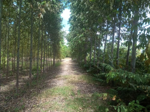 ដីចម្ការកូនប្រេងខ្យល់លក់ប្រញាប់ / Farm Land for Urgent Sale in Kampong Chhnang