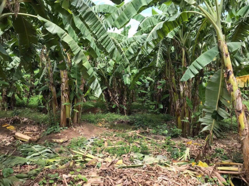 ដីលក់នៅ អមលាំង