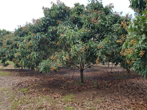 ដីចំការមៀនប៉ៃលិន