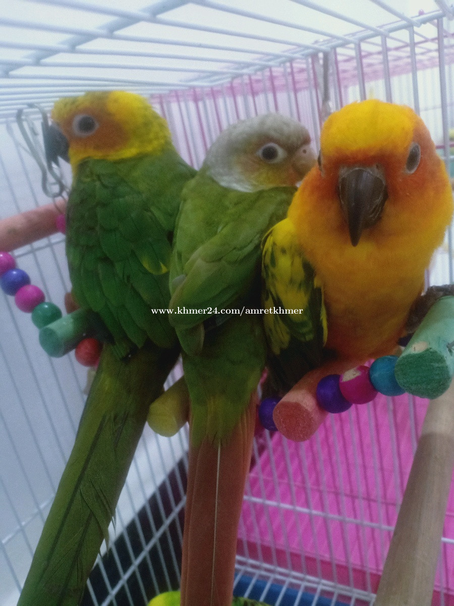 Sun conure, Green check (pineapple), cockatiel, Price 130.00 in Phnom