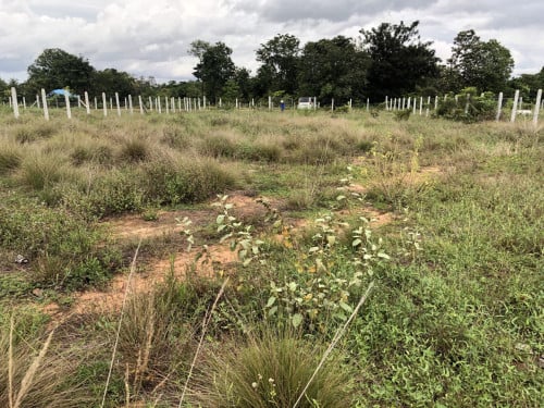 ដីលក់ប្រញាប់ក្រុងឧត្តុង្គ