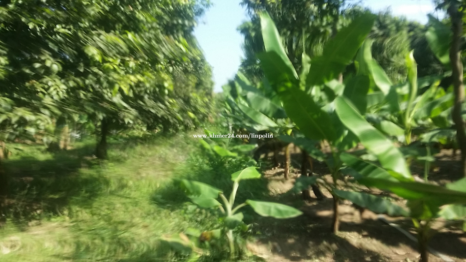 The river Land for sale ដីទន្លេលក់ចំងាយ10km ពីស្ពានសំរោងតាខ្មៅSize