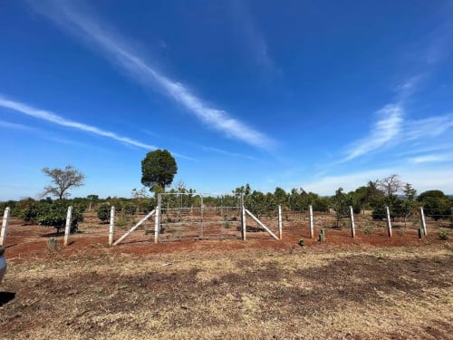 30mx25m出售地腊塔纳基里省 Land in Banlung city, Ratanakiri