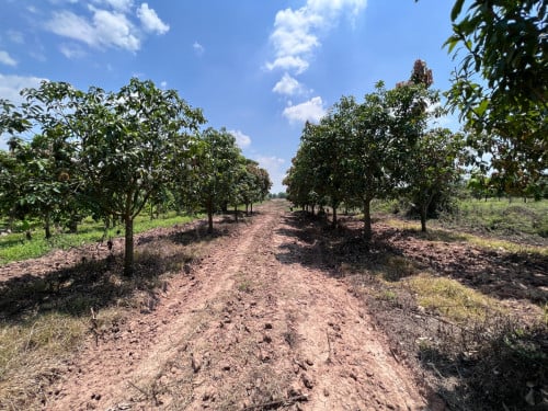 ដីចំការលក់