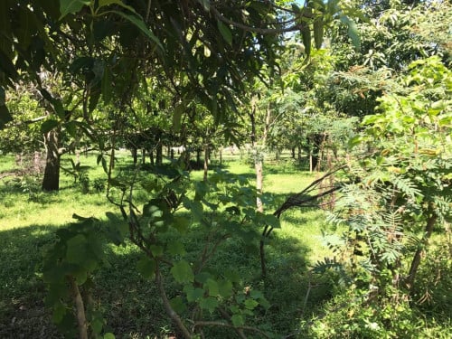 ដីលក់បន្ទាន់នៅ អរិយក្សត្រ ទំហំក្បាល ៣០ បណ្តោយ ២០