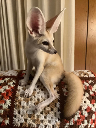 Fennec fox female and male