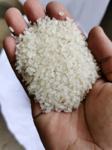 អង្ករជប៉ុន Japonica rice made in Cambodia