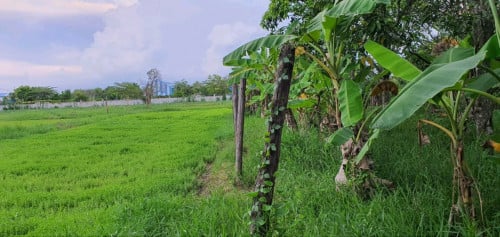 ដីលក្ខណៈលំនៅដ្ឋាន ឬផ្ទះចំការ (ម្តុំកៀនស្វាយក្នុង)