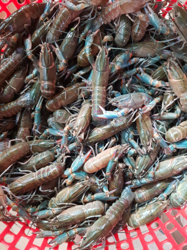 Crayfish ឬបង្កង អូស្ត្រាលី