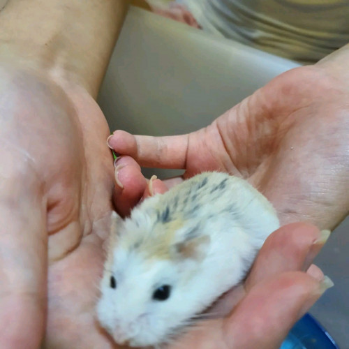 robo hamster, 1 female  and 5 male left