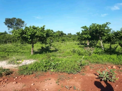 លក់ដីឡូតិ៍ទីតាំងភូមិស្នាសង្គ្រាម ឃុំ បល័ង្គ ស្រុកប្រាសាទបាគង ខេត្តសៀមរាប