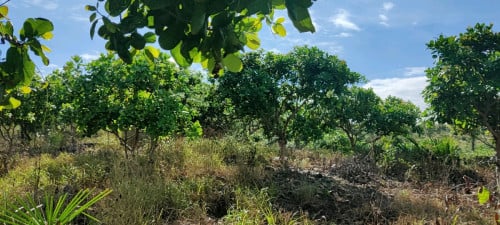 ដីលក់នៅរតនគិរី ចន្ទី6.5ហិចតា លក់៤៥០០/ហិចតា