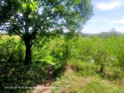 ដីលក់នៅកោះតូច