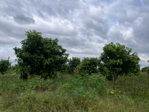 ដីលក់ ទំហំ 30ហត្ថ នៅស្វាយលើ ខេត្តសៀមរាប