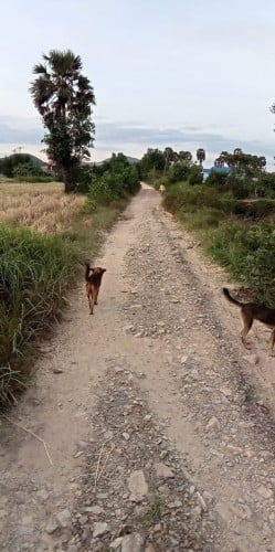 ដីលក់បន្ទាន់