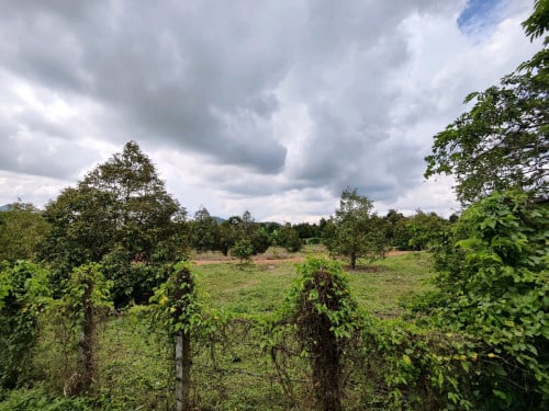 ដីចំការលក់មានធូរ៉េនច្រើនដើមស្រាប់