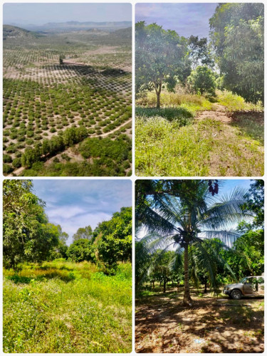 ដីលក់ តំបន្តអភិវឌ្ឃន៍ភ្នំវល្ល៍
