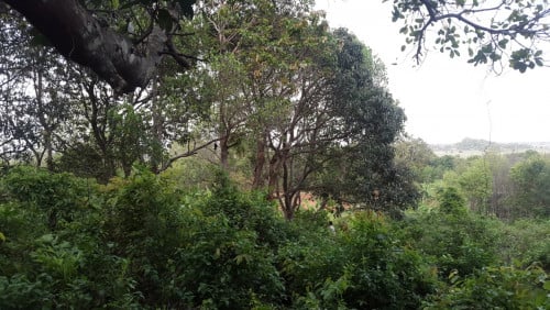 ដីលក់ខេត្តកែបជាប់ជើងភ្នំពោន