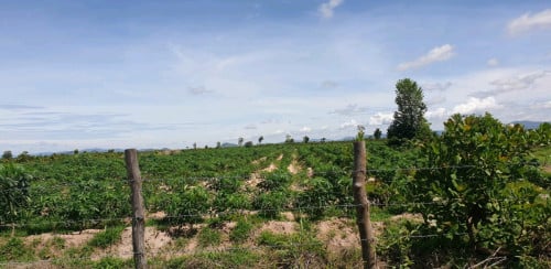 ដីល្អទីតាំងស្អាតលក់ក្នុងតម្លៃ ពិសេស