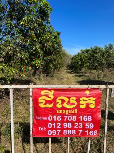 ចំការស្វាយលក់ក្នុងតំលៃពិសេសនិងចរចារបាន