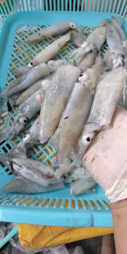 មឹកបំពង់ពងសុទ្ធ