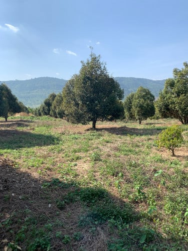 ចម្ការ​ទុរេន​សម្រាប់​លក់durian farm for sale