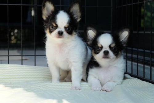 Chihuahua Long hair  male and Female VIP
