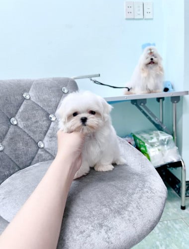 Maltese dog for sale