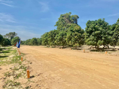 ដីឡូត៍