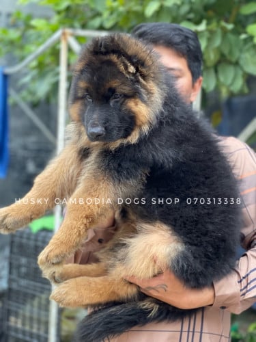German Shepherds male VIP
