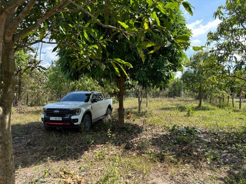 ដីចំការស្វាយសម្រាប់លក់ នៅជាប់ស្ទឹង ម្លប់ដើមក្ដុល