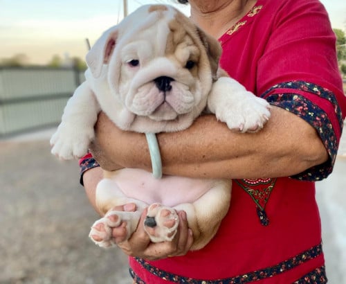 English Bulldog